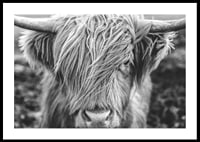 Gros plan d'une vache des Highlands avec de longues cornes sur une photo en noir et blanc-0