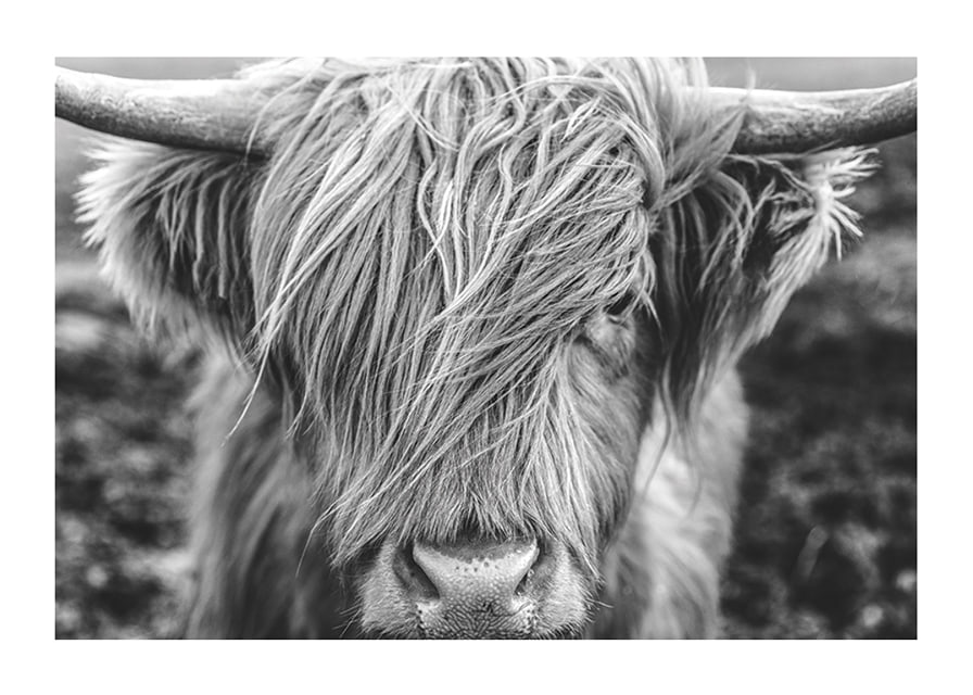 Gros plan d'une vache des Highlands avec de longues cornes sur une photo en noir et blanc-12
