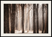 Fotografie cu o pădure densă de pini cu trunchiuri drepte în tonuri calde de maro-2