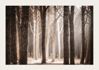 Fotografie cu o pădure densă de pini cu trunchiuri drepte în tonuri calde de maro-3