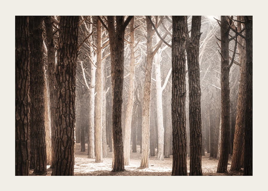Fotografie cu o pădure densă de pini cu trunchiuri drepte în tonuri calde de maro-12