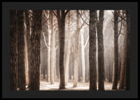 Fotografie cu o pădure densă de pini cu trunchiuri drepte în tonuri calde de maro-4