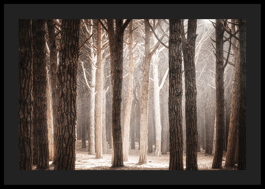 Fotografie cu o pădure densă de pini cu trunchiuri drepte în tonuri calde de maro-12