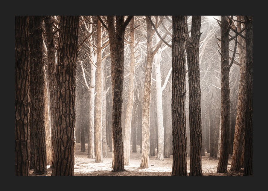 Fotografie cu o pădure densă de pini cu trunchiuri drepte în tonuri calde de maro-12