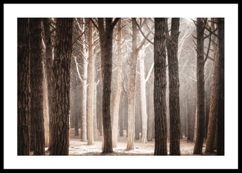 Poster Pinewood Forest