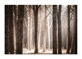 Poster Pinewood Forest