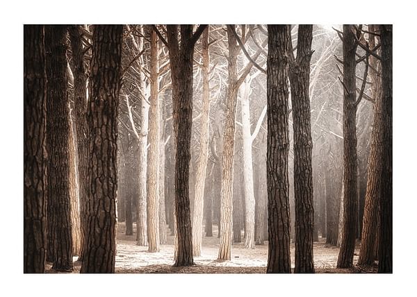 Plagát Pinewood Forest