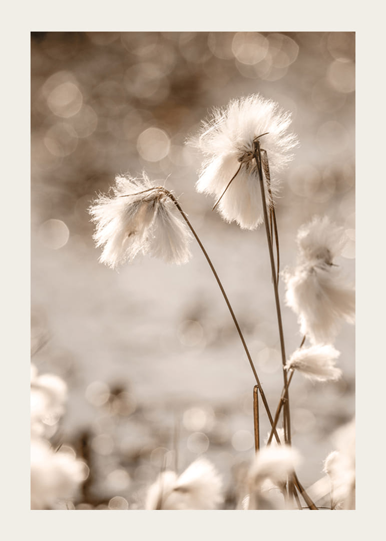 Fotografi på vit bomullsgräs med mjuk bakgrund i beige toner-12