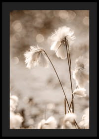 Fotografi på vit bomullsgräs med mjuk bakgrund i beige toner-4