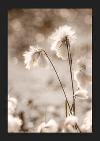 Fotografi på vit bomullsgräs med mjuk bakgrund i beige toner-5
