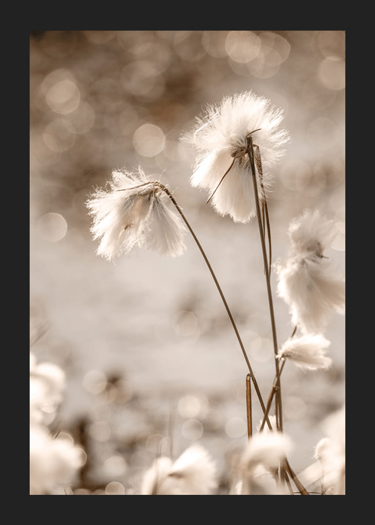 Fotografi på vit bomullsgräs med mjuk bakgrund i beige toner-12