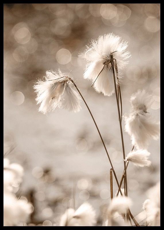 Cottongrass In The Wind-12