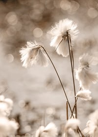 Fotografi på vit bomullsgräs med mjuk bakgrund i beige toner-7
