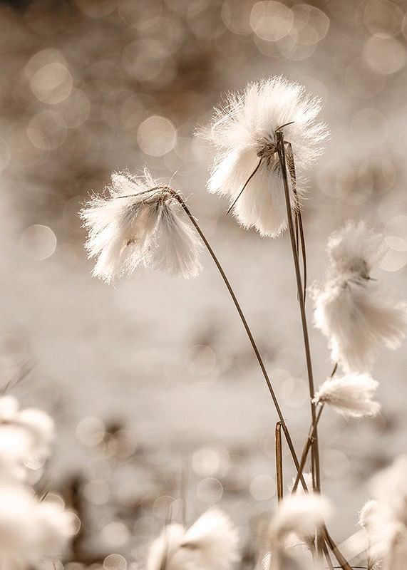 Cottongrass In The Wind-12