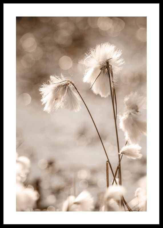 Cottongrass In The Wind-12