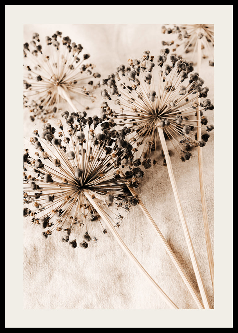 Close-up of dried allium flowers against beige fabric background-12