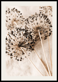 Nahaufnahme von getrockneten Alliumblüten vor beigem Stoffhintergrund-2