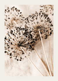 Close-up of dried allium flowers against beige fabric background-3