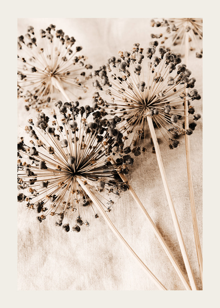 Close-up of dried allium flowers against beige fabric background-12