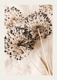 Nahaufnahme von getrockneten Alliumblüten vor beigem Stoffhintergrund-3