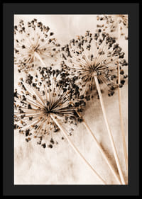 Nahaufnahme von getrockneten Alliumblüten vor beigem Stoffhintergrund-4