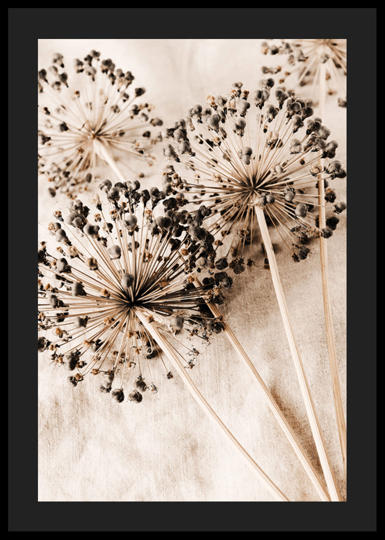 Nahaufnahme von getrockneten Alliumblüten vor beigem Stoffhintergrund-12