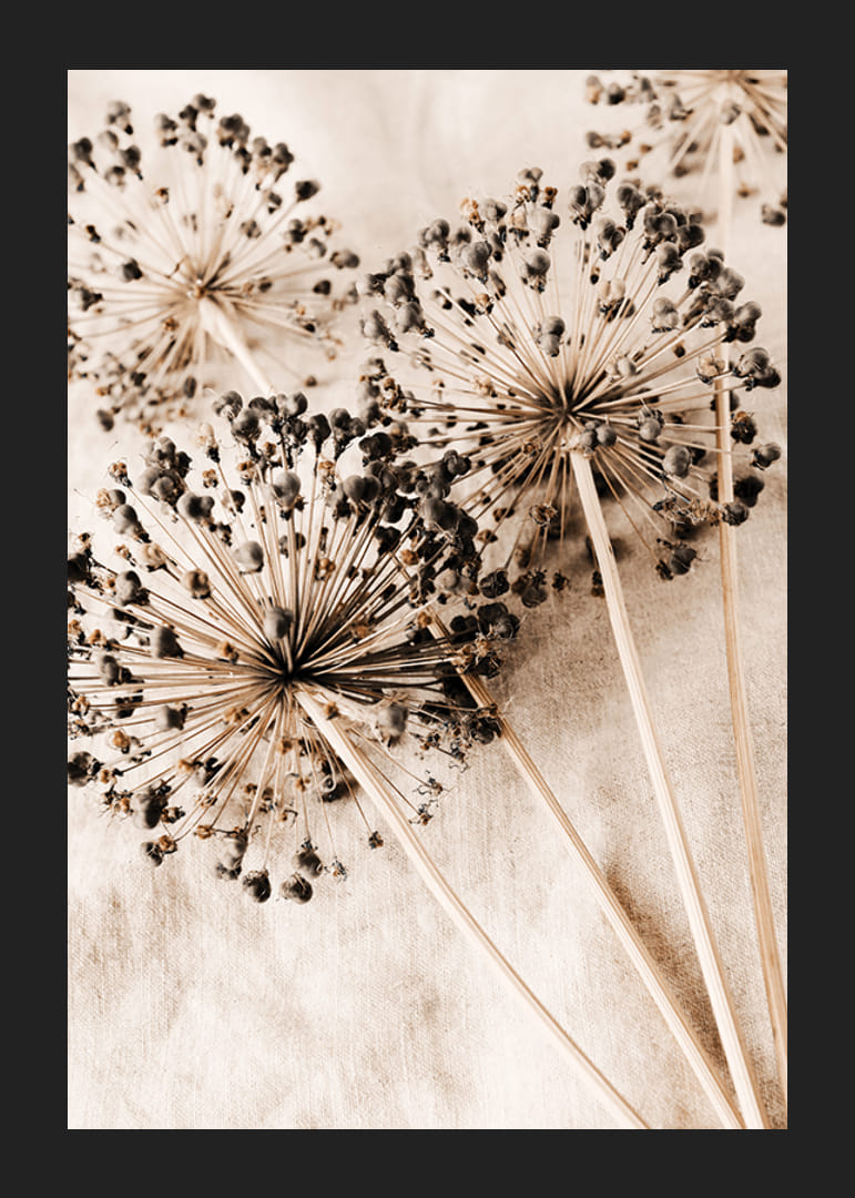Nahaufnahme von getrockneten Alliumblüten vor beigem Stoffhintergrund-12