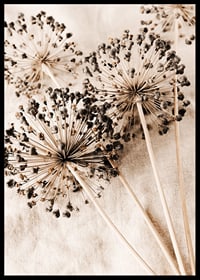 Close-up of dried allium flowers against beige fabric background-6