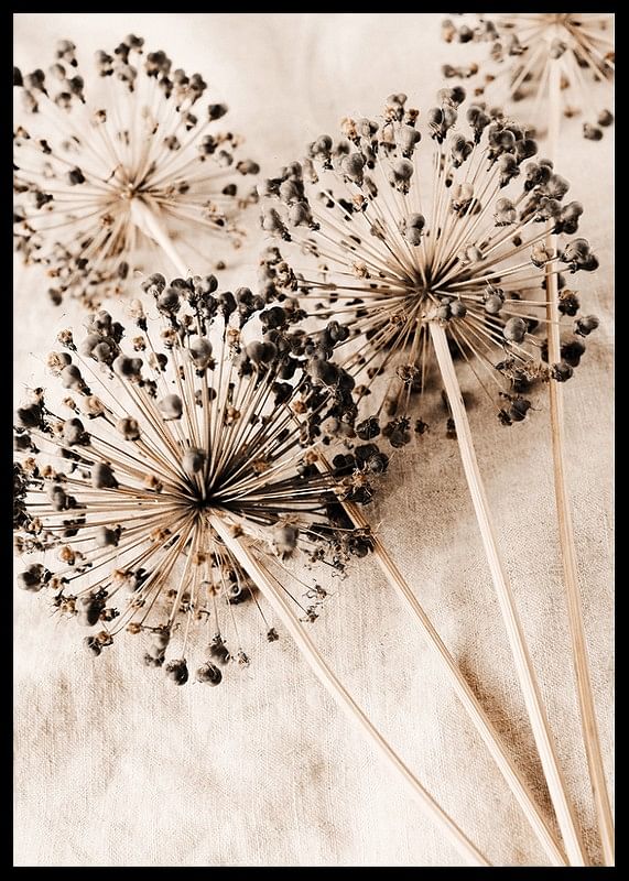 Allium Flowers-12