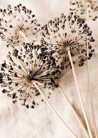 Close-up of dried allium flowers against beige fabric background-7