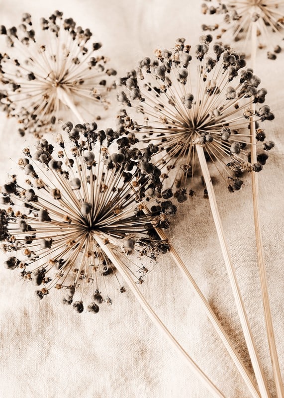 Close-up of dried allium flowers against beige fabric background-12