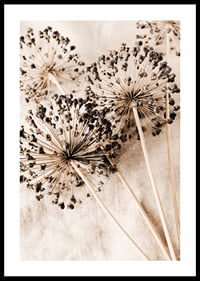 Close-up of dried allium flowers against beige fabric background-0