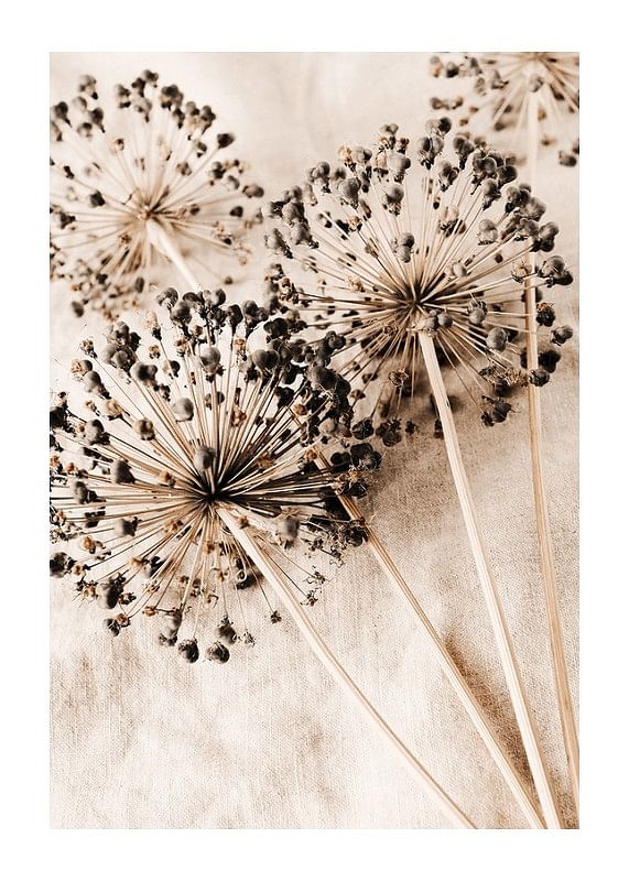 Allium Flowers-12
