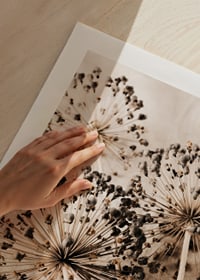 Close-up of dried allium flowers against beige fabric background-9
