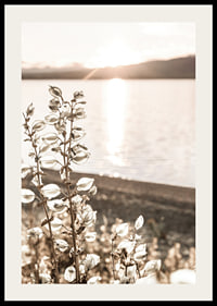 Photograph of dried plants by the water in backlight, autumn tones-2