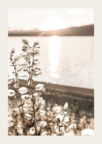 Fotografia di piante secche vicino all'acqua in controluce, toni autunnali-3