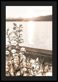 Photograph of dried plants by the water in backlight, autumn tones-4