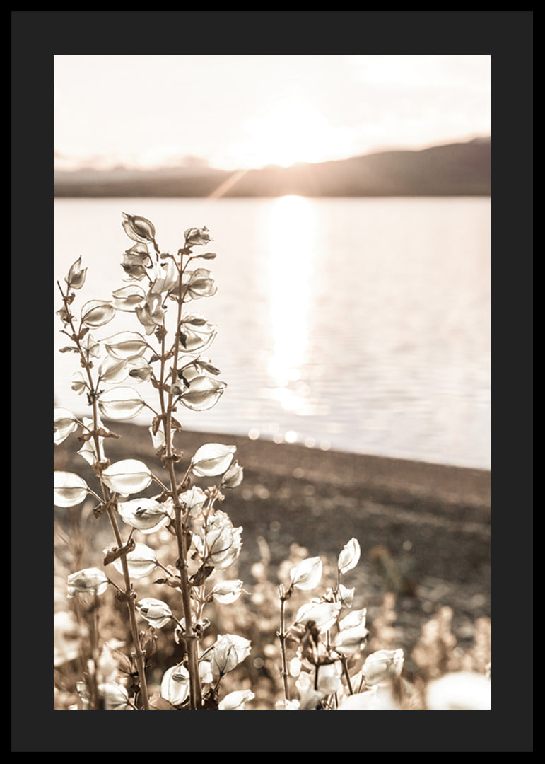Photograph of dried plants by the water in backlight, autumn tones-12