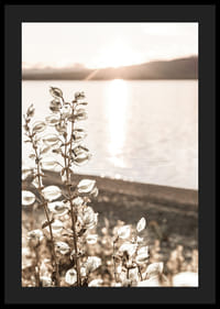 Fotografia di piante secche vicino all'acqua in controluce, toni autunnali-4