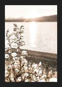 Photograph of dried plants by the water in backlight, autumn tones-5