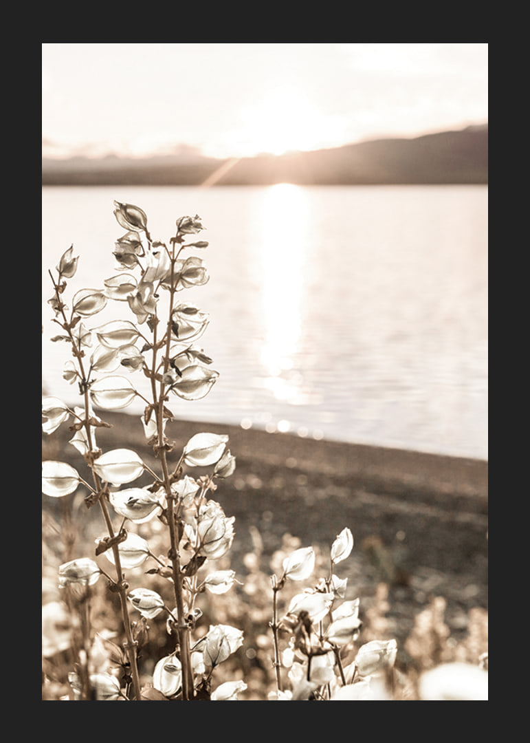 Photograph of dried plants by the water in backlight, autumn tones-12