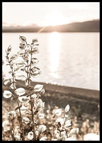 Photograph of dried plants by the water in backlight, autumn tones-6