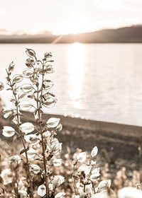 Photograph of dried plants by the water in backlight, autumn tones-7
