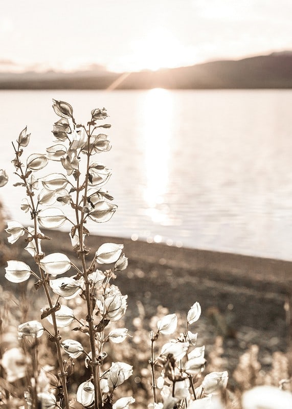 Photograph of dried plants by the water in backlight, autumn tones-12