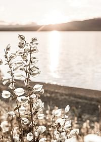 Autumn Meadow-3