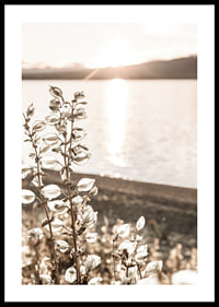 Photograph of dried plants by the water in backlight, autumn tones-0