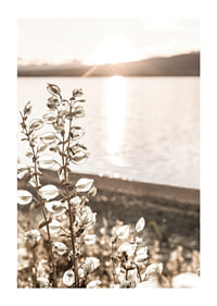 Photograph of dried plants by the water in backlight, autumn tones-1