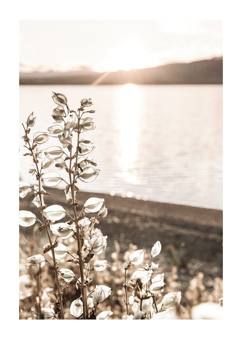 Photograph of dried plants by the water in backlight, autumn tones-12