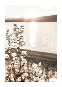 Autumn Meadow-1