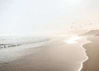 Photograph of sunlit beach with soft waves and birds-7